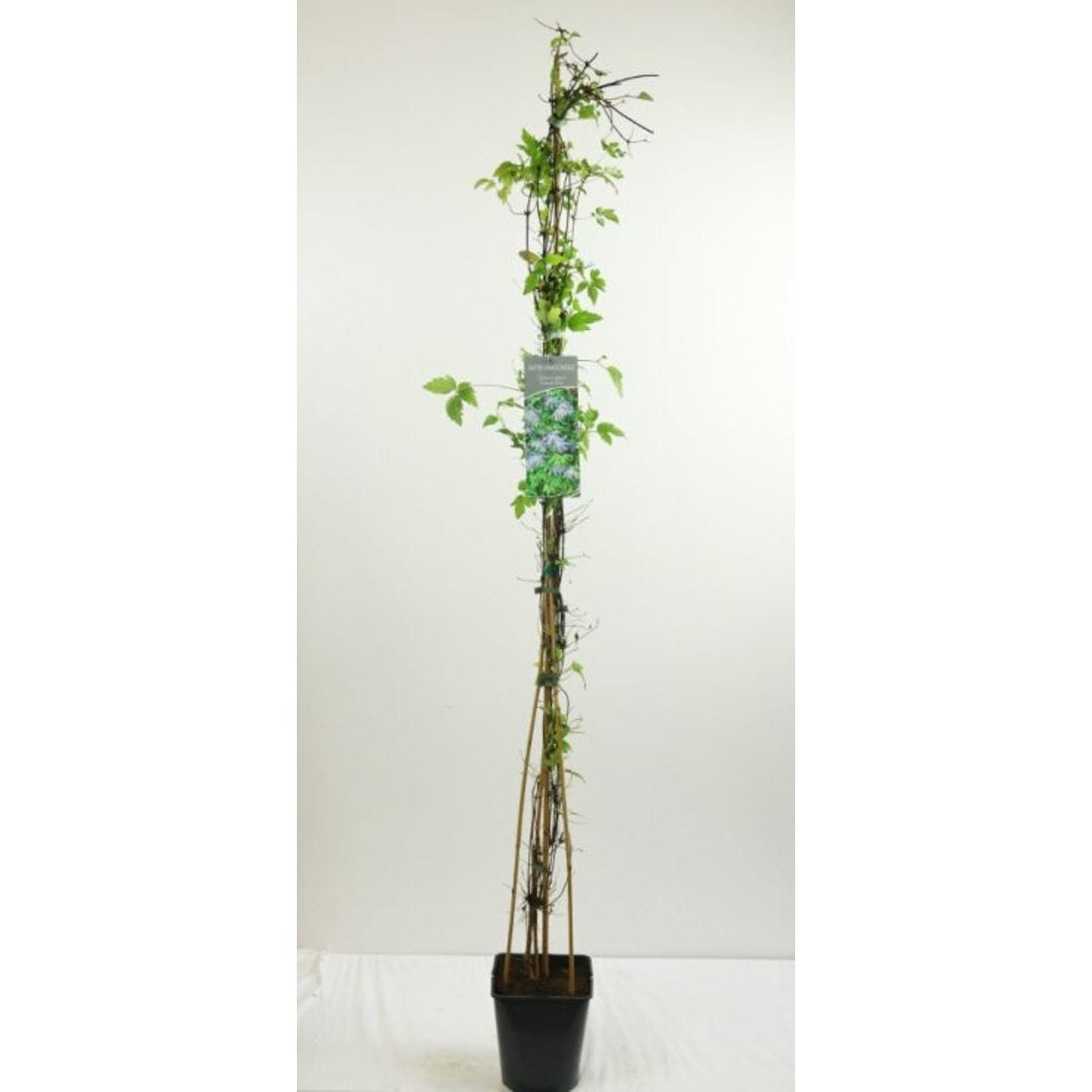 Klematis – Clematis 'Frances Rivis' - C5 125-175 CM Stick